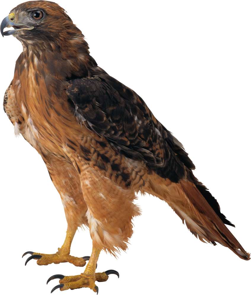 Sitting Eagle Png Image (black)