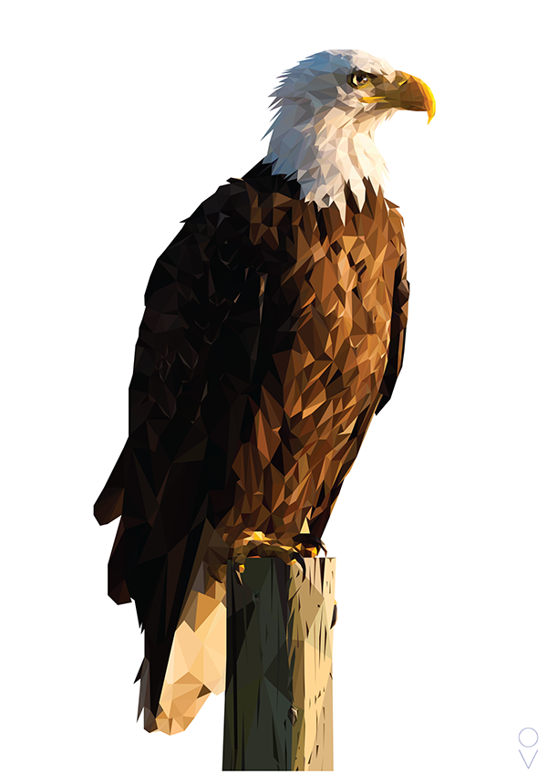 Sitting Eagle Transparent Background (gray, black)