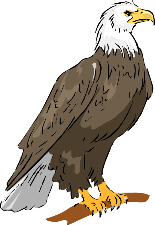 Sitting Eagle Transparent Png (gray, black, olive, white, maroon)