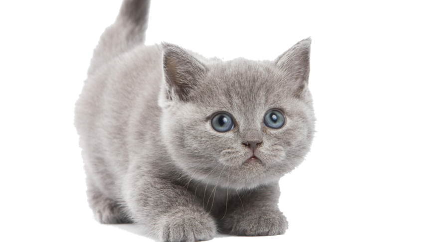 Little Kitten Png File (silver, black)