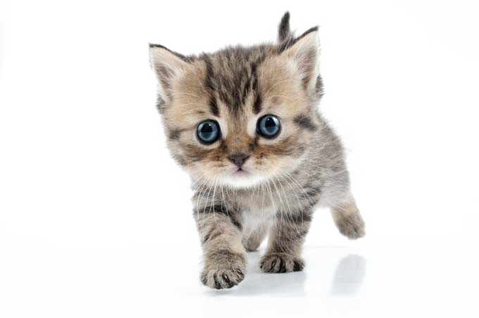 Little Kitten Png Image (white)