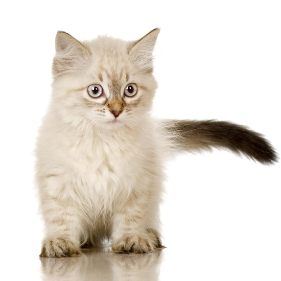 Little Kitten Transparent Background (beige, silver, pink, black)