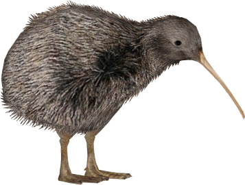 Kiwi Bird Png Image (gray, black)