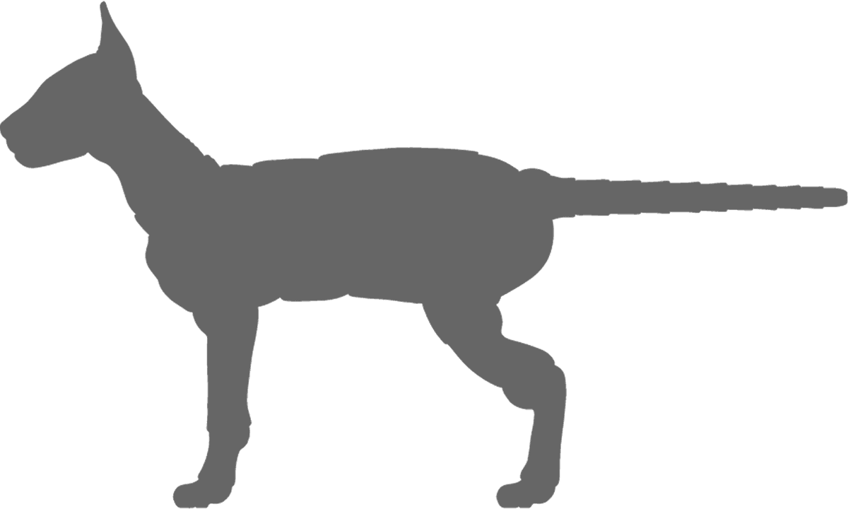 Okapis Png Isolated Image (white, gray)