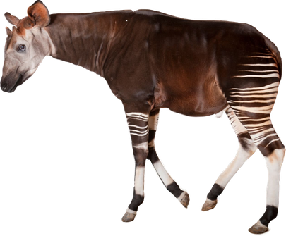 Okapis Png Photo (maroon, black)