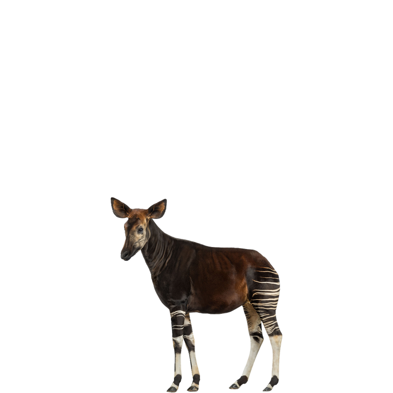 Okapis Png Photos (black)