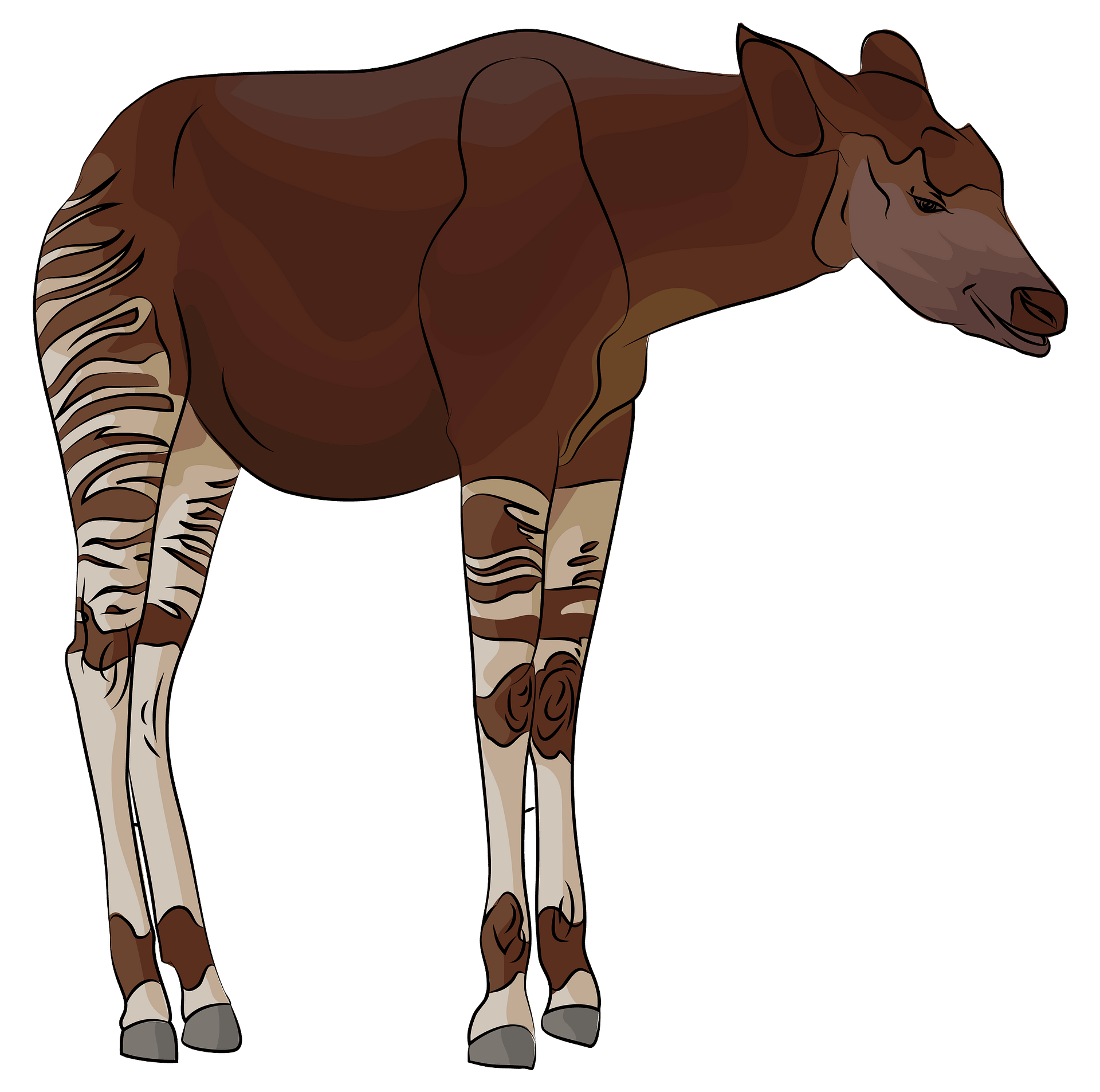 Okapis Png Transparent (maroon, gray, black)