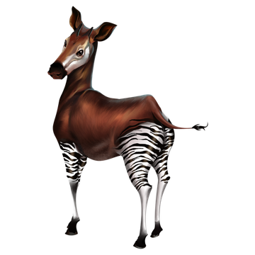 Okapis Png (black)