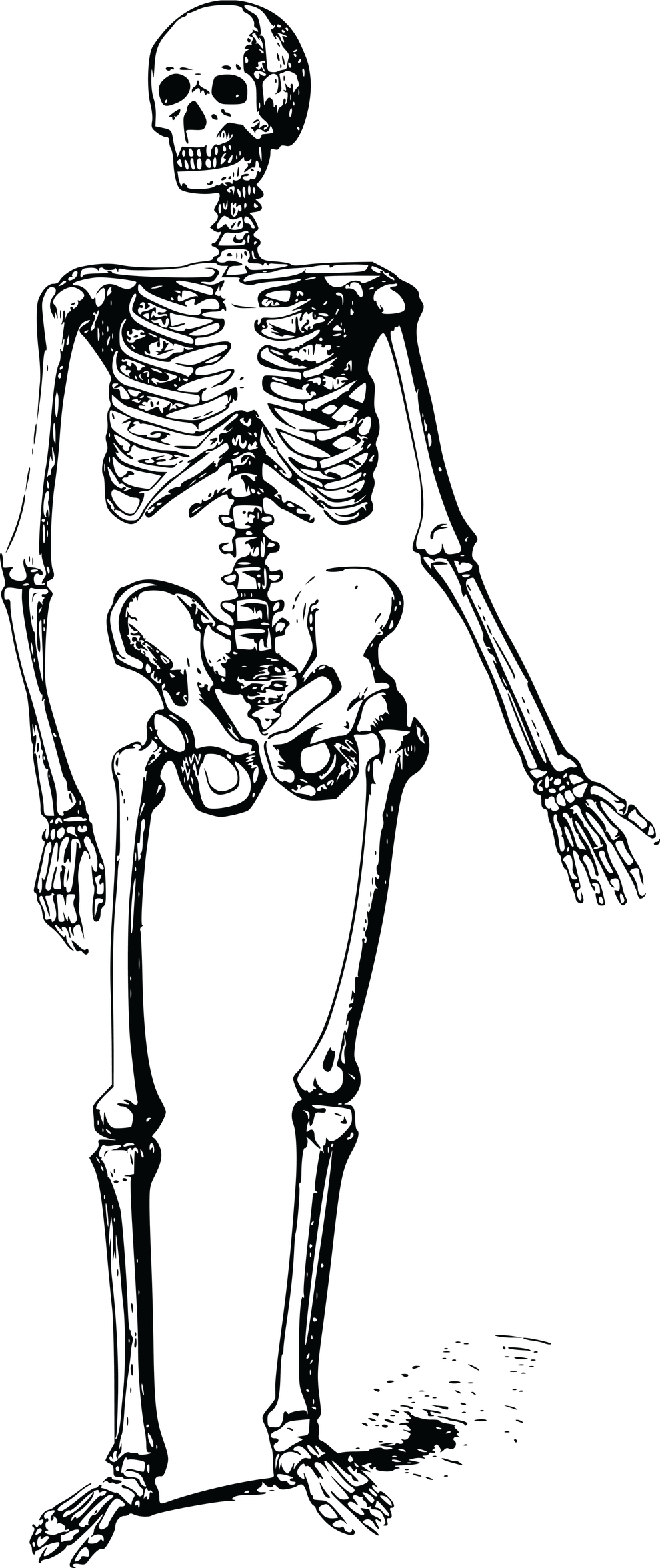 Skeleton Cartoon Png Hd Isolated (black)