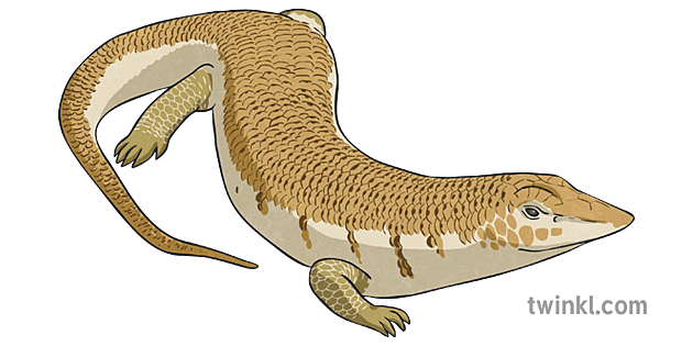 Skinks Png Clipart (salmon, gray)