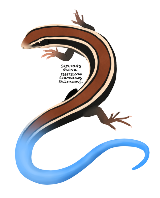 Skinks Png Free Download (black, silver, maroon, olive)