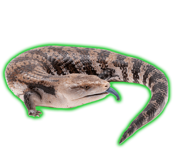 Skinks Png Hd Isolated (lime, gray)