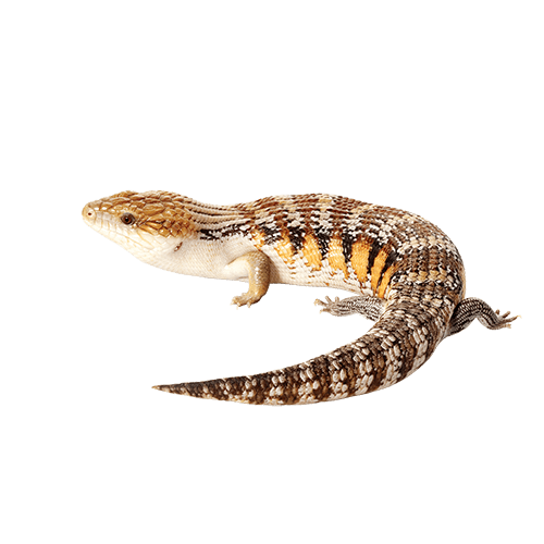 Skinks Png Isolated Image (black, beige, gray)