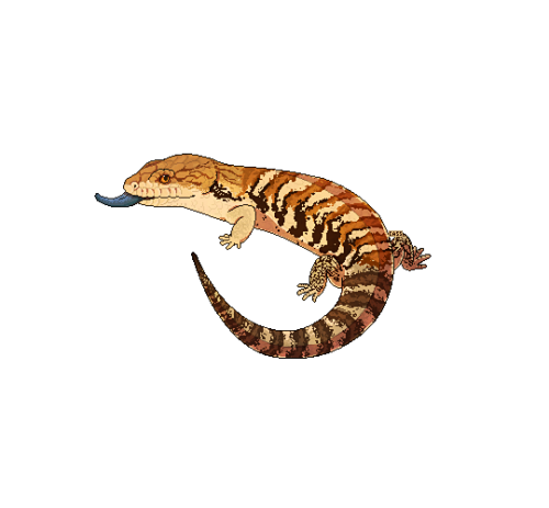 Skinks Png Isolated Pic (black, pink)