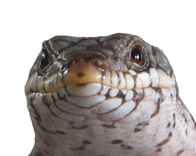 Skinks Png Picture (black, gray)