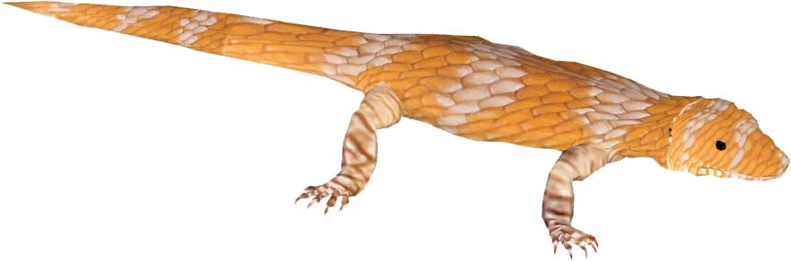 Skinks Transparent Png (black, salmon, chocolate)