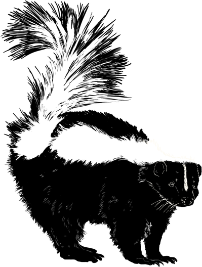 Skunk Download Png Isolated Image (black, white)