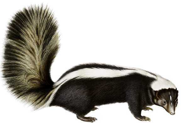 Skunk Png (black)