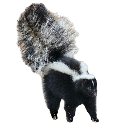 Skunk Transparent Isolated Background (black)