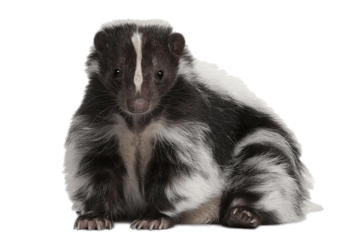 Skunks Png Image (black, gray)