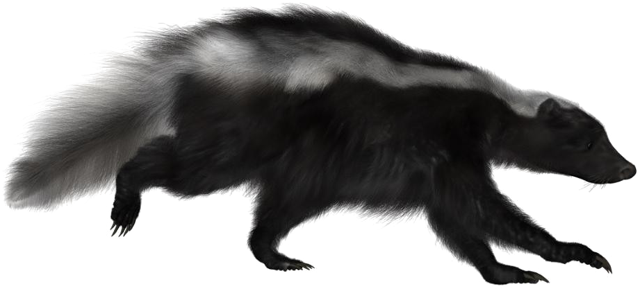 Skunks Png Isolated File (black)