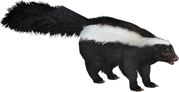 Skunks Png Transparent (black)