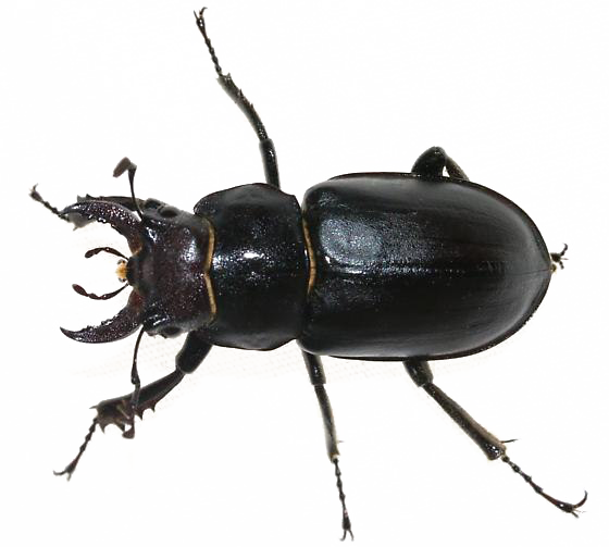 Black Beetle Png Transparent Image (white)