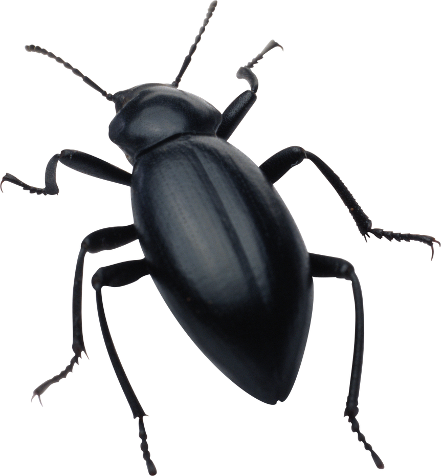 Black Beetle Png (black)