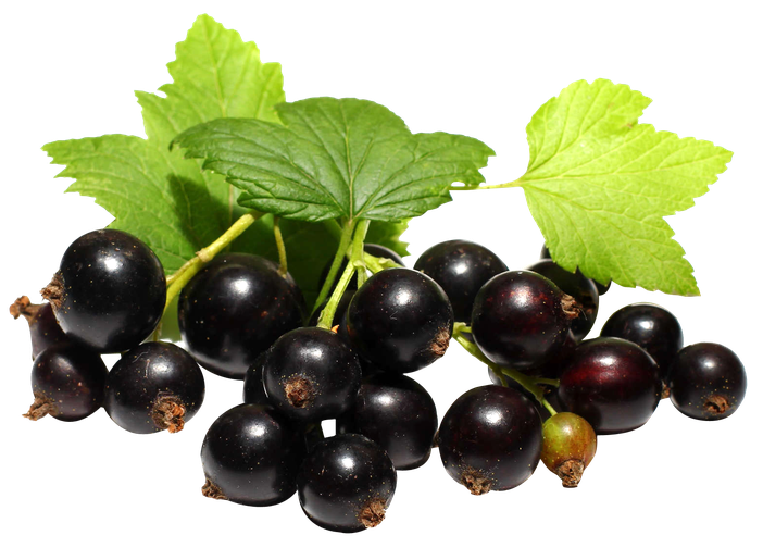 Black Currant Berries Bunch Png (black)