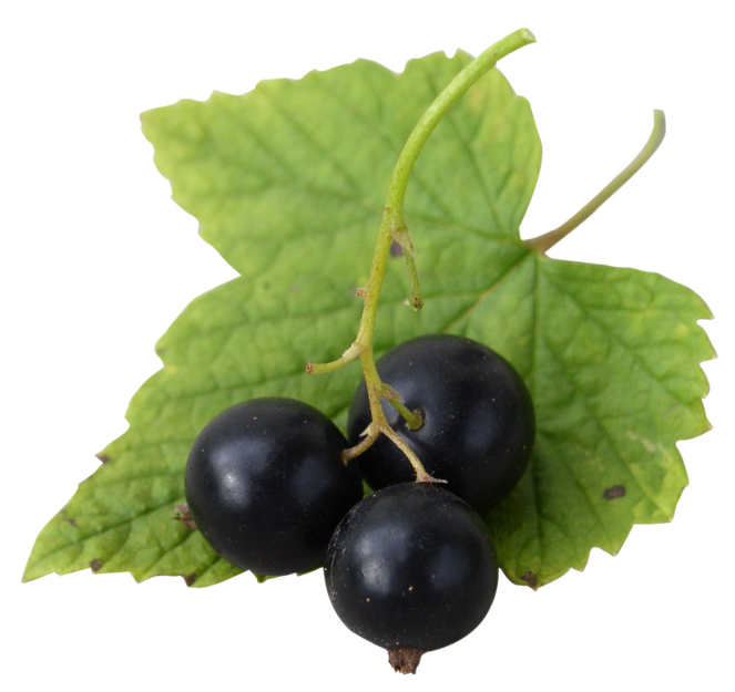 Black Currant Berries Leaves Png (black, gray)