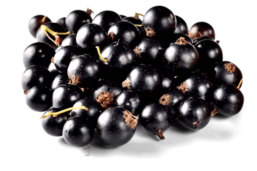 Black Currant Berries Png (white, black, gray)