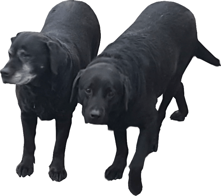 Black Dog Couple Png (black, gray)