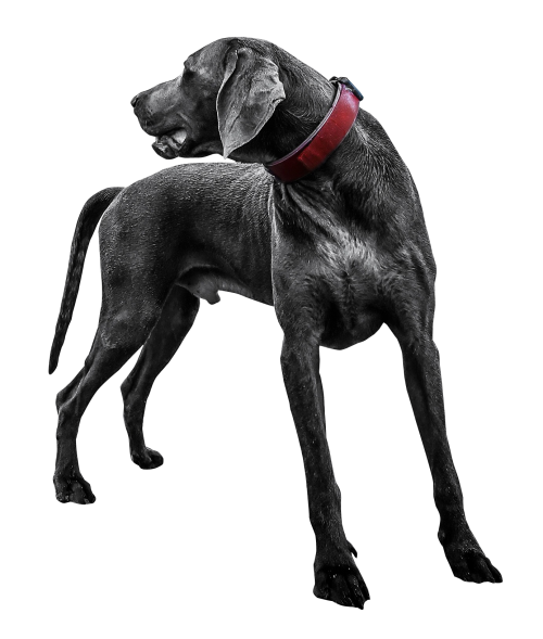 Black Dog Long Legs Png (black)