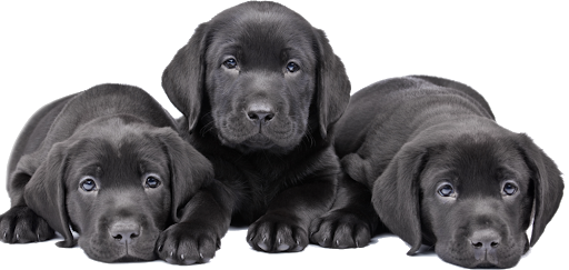 Black Dog Puppies Png (black, gray, indigo)