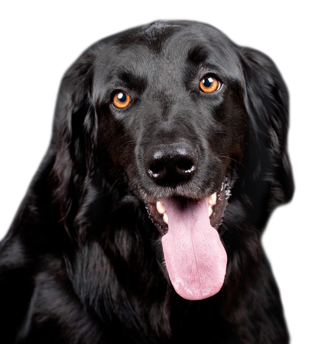 Black Dog Tongue Out Png (black)