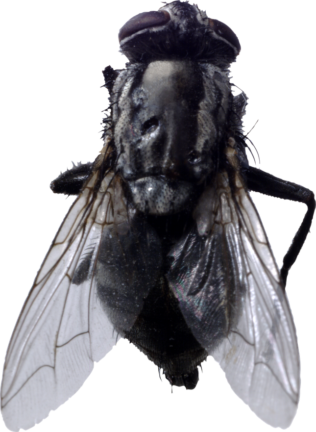 Black Horse Fly Png Transparent Image (black, silver)