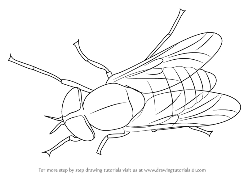 Black Horse Fly Transparent Png (silver, white)