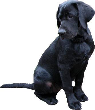 Black Labrador Dog Png (black)