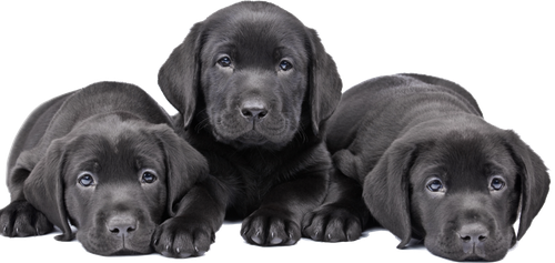 Black Labrador Dog Puppies Png (black, gray, indigo)