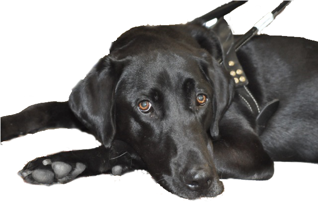 Black Labrador Dog Retriever Png (black, gray, indigo)