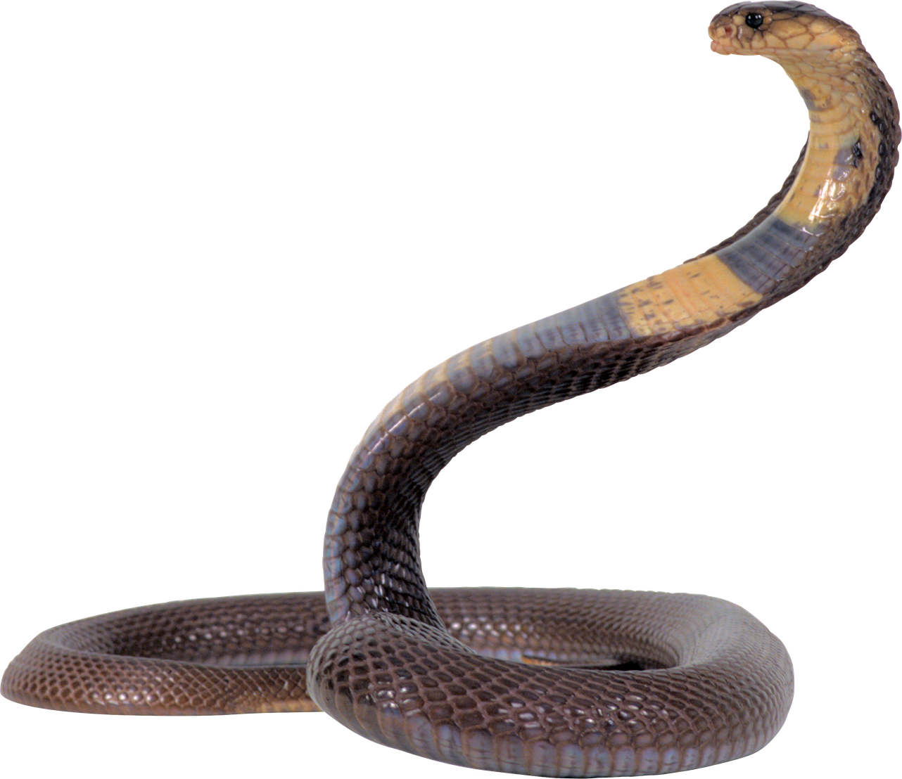 Black Mamba No Background (black, gray)