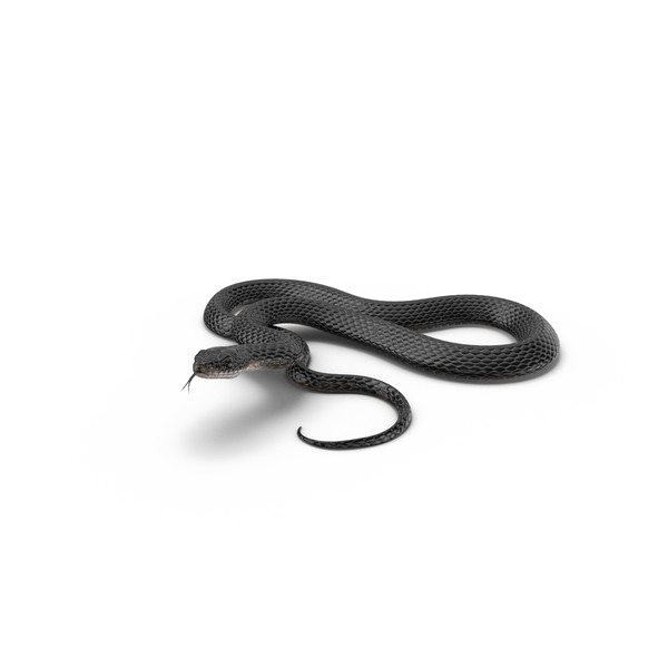 Black Mamba Png Hd Image (white)