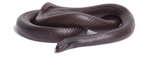 Black Mamba Png Image File (black, gray, white)