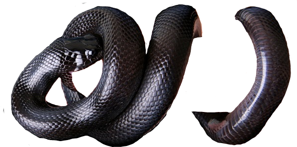 Black Mamba Png Image Hd (black)