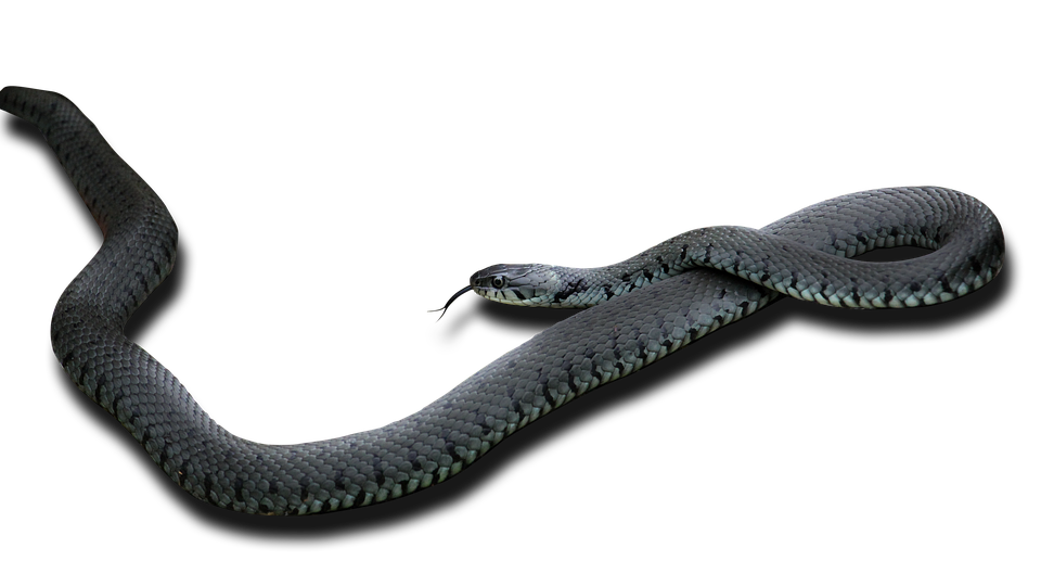 Black Mamba Png Pic (black, indigo)