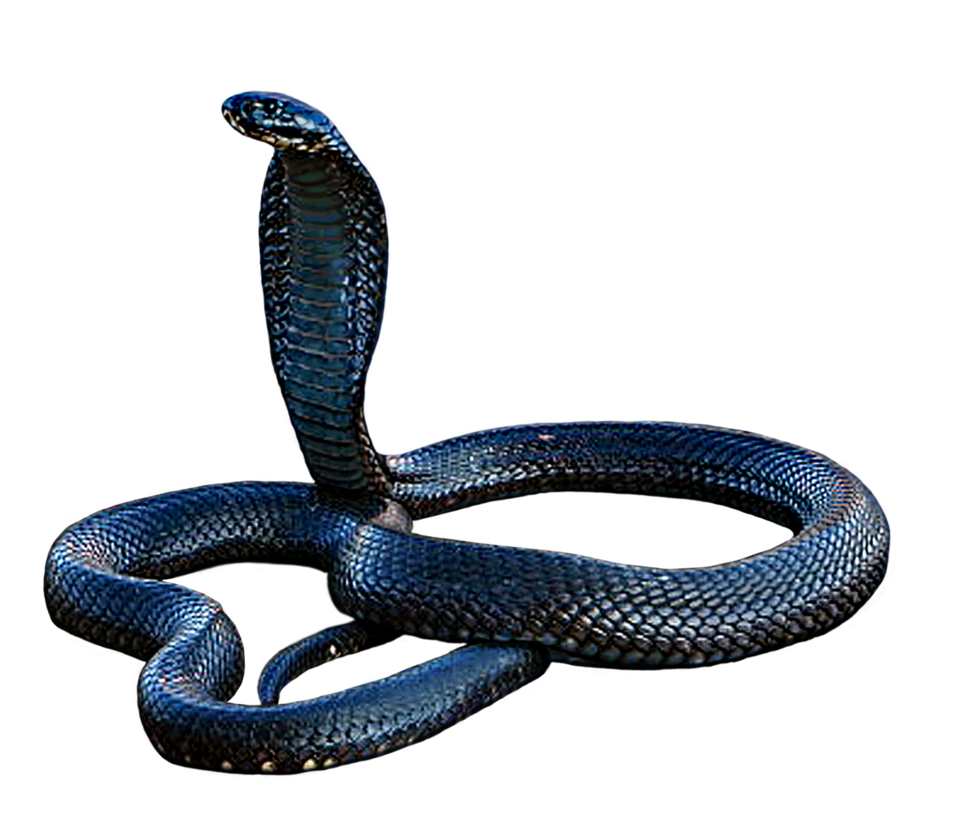 Black Mamba Png Pic (black)