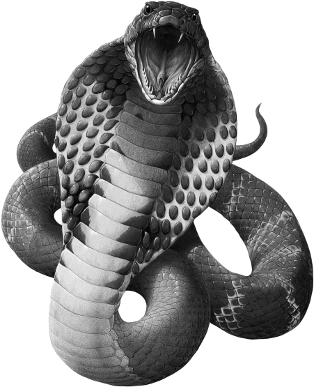 Black Mamba Snake Png Clipart (indigo, black, gray)