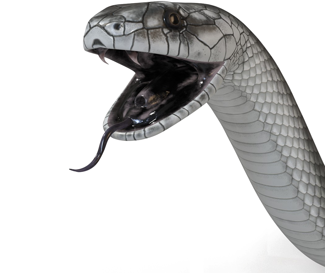 Black Mamba Snake Png Cutout (black, white)