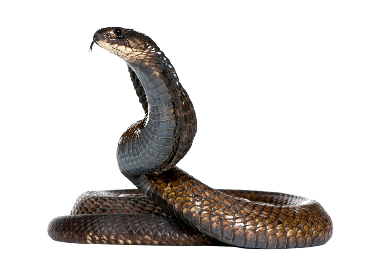 Black Mamba Snake Png File (indigo, black)