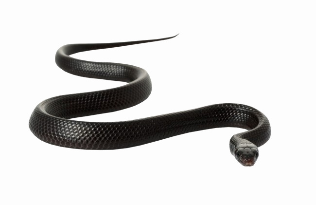 Black Mamba Snake Png Image Hd (white)